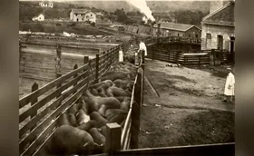 Indústria do porco completa 100 anos no Paraná