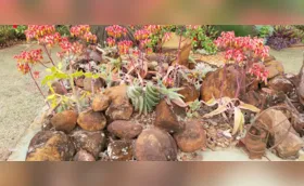 Jardim de pedras