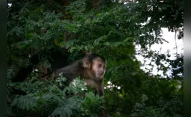 Macacos-prego de Londrina ajudam a explicar nossa linha evolutiva