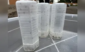 Mais de 60 milhões de mosquitos com o Método Wolbachia serão soltos em Londrina
