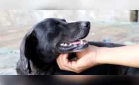 Organização de SC vai assumir serviços de bem-estar animal de Londrina