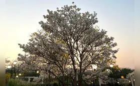 Primavera em Londrina e na região será de calor e pouca chuva
