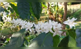 Tanta lembrança e quanta esperança a partir duma flor de café