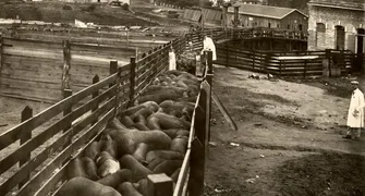 Indústria do porco completa 100 anos no Paraná