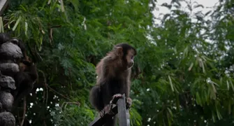 Macacos-prego de Londrina ajudam a explicar nossa linha evolutiva