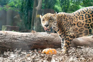 Imagem ilustrativa da imagem Animais do Refúgio Biológico em Foz  'celebram' Halloween