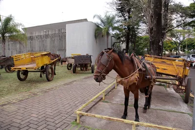 Imagem ilustrativa da imagem Belinati tenta retirar proibição de uso de carroças em Londrina
