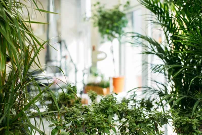 A biofilia é um conceito que ficou mais conhecido nos últimos anos por integrar a natureza ao ambiente que foi construído