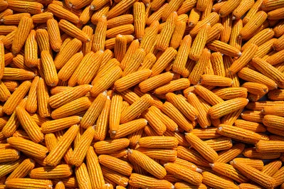 Imagem ilustrativa da imagem Brasil colhe apenas 50% do potencial produtivo do milho na segunda safra