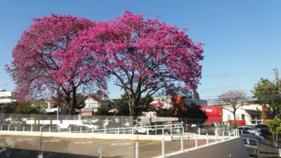 Imagem ilustrativa da imagem CIDADE FALA - Flores do ipê