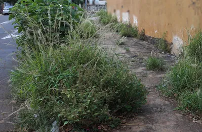 A CMTU irá notificar os proprietários de imóveis com mato alto e sujeira. Quem não fizer a limpeza e roçagem está sujeito à multa