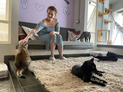 Imagem ilustrativa da imagem Café promove adoção de gatos em Londrina