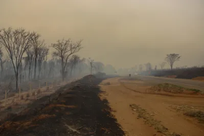 No interior de São Paulo, área destruída por incêndio florestal. Governo do Estado lançou plano emergencial