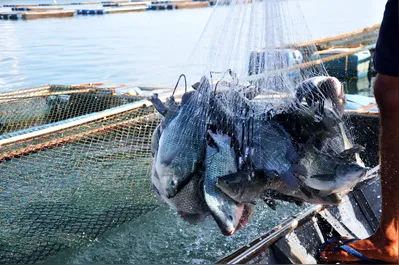 Produto principal da tilápia, o filé representa somente 30% do peixe. Os outros 70% que sobram do processo de filetagem são considerados sem grande valor comercial
