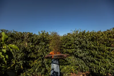 A Rota do Café é um roteiro turístico que envolve oito cidades do Norte e Norte Pioneiro do Paraná