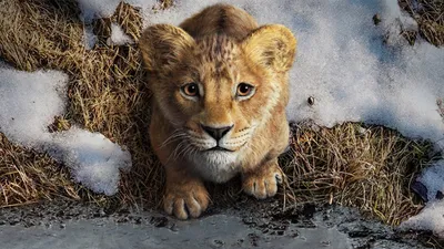Imagem ilustrativa da imagem Franquia de O Rei Leão traz a história de Mufasa