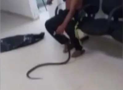 Imagens feitas por pessoas que estavam na UPA mostram o paciente sem camisa, enquanto segura o réptil pela cabeça com uma das mãos