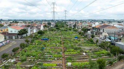 Horta do Programa Cultivar Energia, da Copel, na cidade de Curitiba: projeto criado em 2013 já conta com 24 áreas para cultivo comunitário