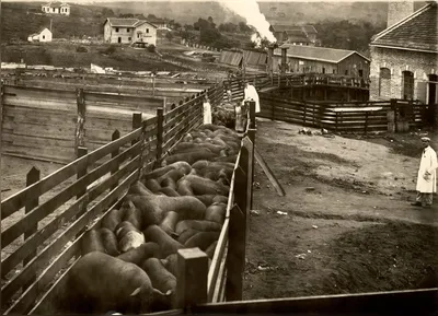 Imagem ilustrativa da imagem Indústria do porco completa 100 anos no Paraná