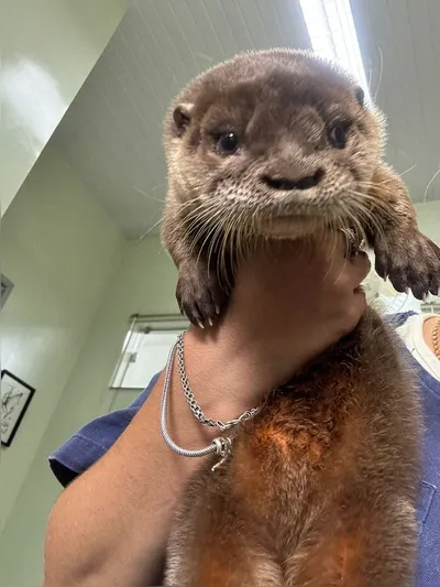 Imagem ilustrativa da imagem Lontra tratada em Londrina é levada para criadouro na RMC