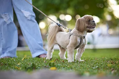 Imagem ilustrativa da imagem Passeio com cães e gatos: quais os benefícios e cuidados