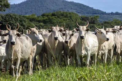 Com menos bois disponíveis para o abate no mercado, a tendência é que os preços da carne vermelha continuem em alta