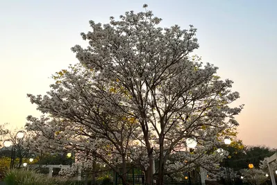 Imagem ilustrativa da imagem Primavera em Londrina e na região será de calor e pouca chuva