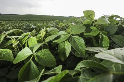 A estimativa da produção de soja, no ciclo 2023/2024, é de 297,54 milhões de toneladas
