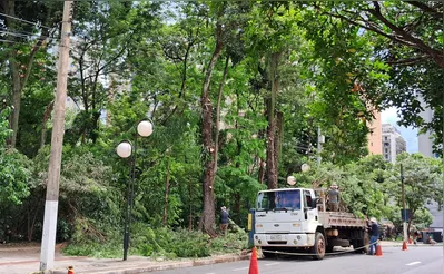 Imagem ilustrativa da imagem Sema inicia poda e limpeza do Bosque para reduzir mau cheiro