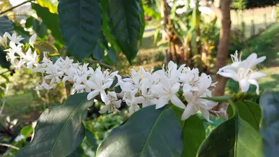 Imagem ilustrativa da imagem Tanta lembrança e quanta esperança a partir duma flor de café