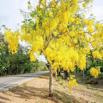 A cássia-Imperial, que em inglês é conhecida como Golden Shower Tree