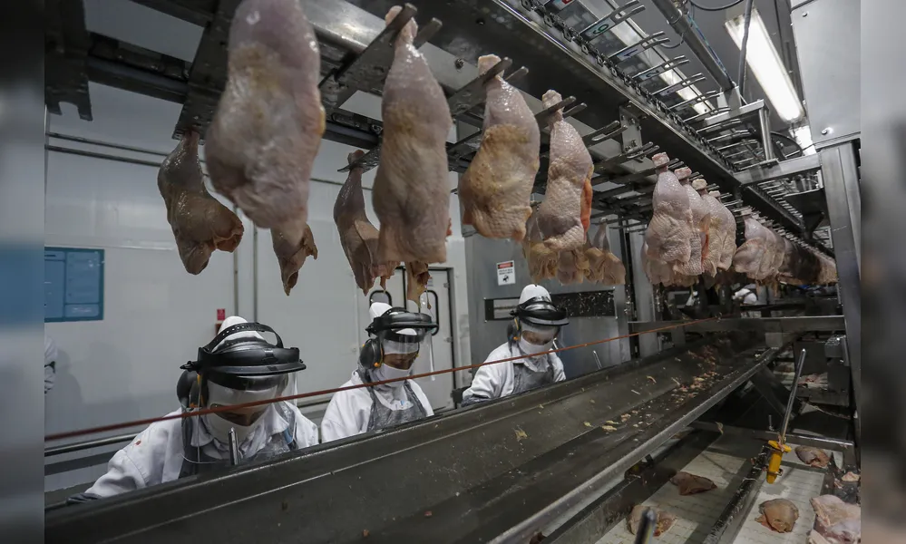 Imagem ilustrativa da imagem Gripe aviária: China e UE suspendem compra de frango brasileiro
