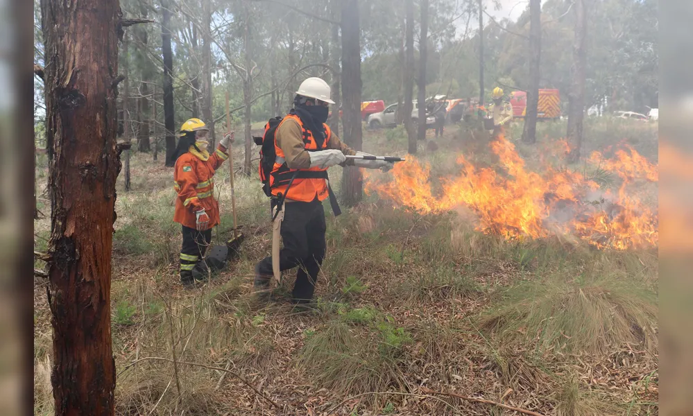 Imagem ilustrativa da imagem Inverno requer atenção redobrada de produtores para incêndios