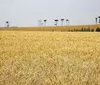 BNDES já aprovou R$ 10 bilhões em financiamentos para o agronegócio