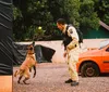 Cães dos bombeiros realizam demonstração de busca e resgate