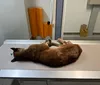 Onça com ferimento de tiro é resgatada em Sertaneja