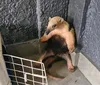 Tamanduá-mirim é resgatado em Arapongas