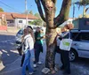 UTFPR mapeia árvores urbanas de Ibiporã