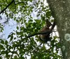 Viu um animal silvestre na cidade? Saiba o que fazer