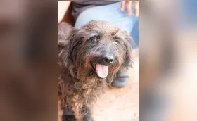 CMTU promove campanha de adoção de animais vítimas de maus-tratos