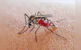 Saúde investiga quatro mortes por dengue em Cambé