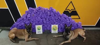 Imagem ilustrativa da imagem Ação prende cinco pessoas por tráfico e contrabando em Rolândia