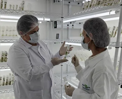 Sarita Meireles e Larissa Vendrame analisam mudas da batata-doce: cinco minutos expostas à microgravidade