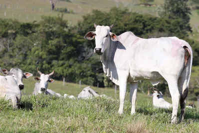 O Brasil é o segundo maior produtor mundial de carne bovina, atrás dos Estados Unidos, e líder nas exportações