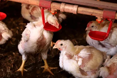 O Brasil vende frango e ovos para cerca de 160 países