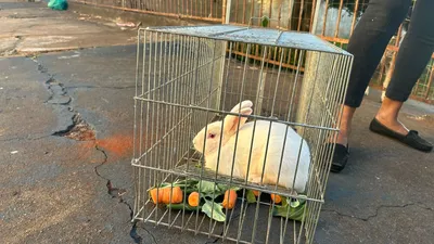 Imagem ilustrativa da imagem Coelhos soltos no Jardim Presidente começam a ser recolhidos