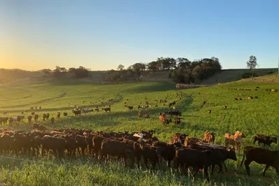 Imagem ilustrativa da imagem Comitiva japonesa avalia sistema sanitário de carnes do Paraná