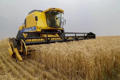 Plantação de trigo na região de Tibagi, nos Campos Gerais do Paraná
