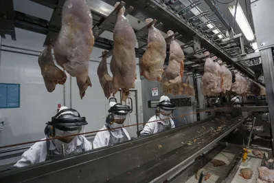 Imagem ilustrativa da imagem Gripe aviária: China e UE suspendem compra de frango brasileiro