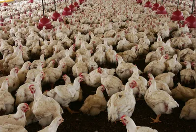 Imagem ilustrativa da imagem Gripe aviária: novo caso suspeito em granja no Rio Grande do Sul